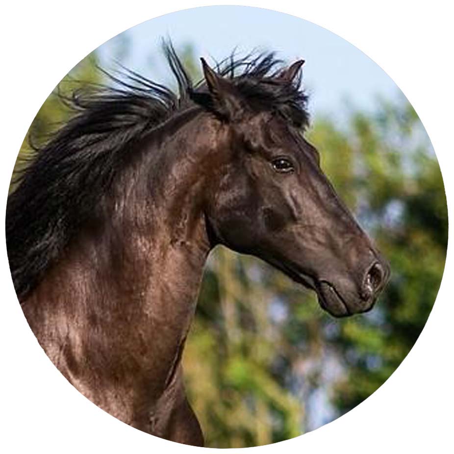 Profilfoto Pferd